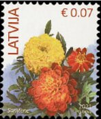French Marigold