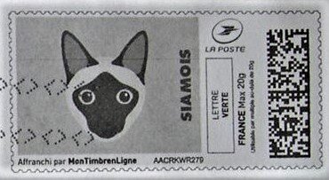 Siamese Siamois in black