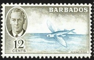 Flying Fish (Exocoetidae)