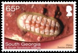 Chiton