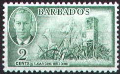 Sugar Cane Breeding