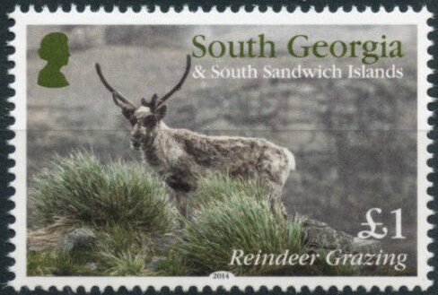 Reindeer grazing