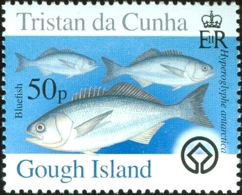 Bluefish (Hyperoglyphe antarctica)