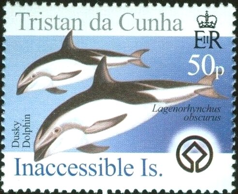 Dusky Dolphin (Lagenorhynchos obscurus)