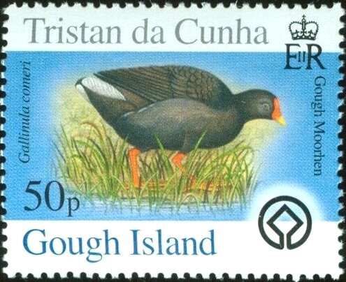 Gough Moorhen (Gallinula comeri)