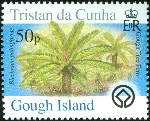 Gough Tree Fem (Blechnum palmiforme)