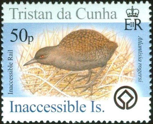 Inaccessible Rail (Atlantisia rogersi)
