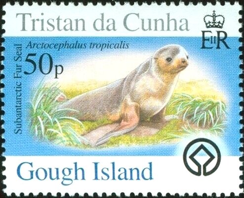 Subantarctic Fur Seal (Arctocephalus tropicalis)