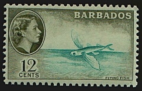 Flying Fish (Exocoetidae)