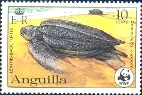 Leatherback Sea Turtle (Dermochelys coriacea)