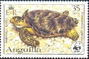 Hawksbill Turtle (Eretmochelys imbricata)