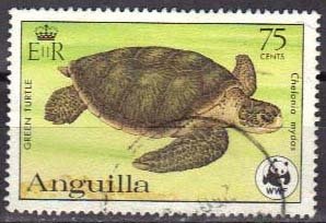 Green Sea Turtle (Chelonia mydas)
