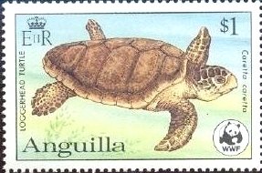 Loggerhead (Caretta caretta)