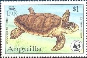 Loggerhead (Caretta caretta)