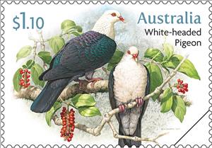Stamp, White-Headed Pigeon (Columba leucomela), Australia,  , Animals (Fauna), Birds, Pigeons
