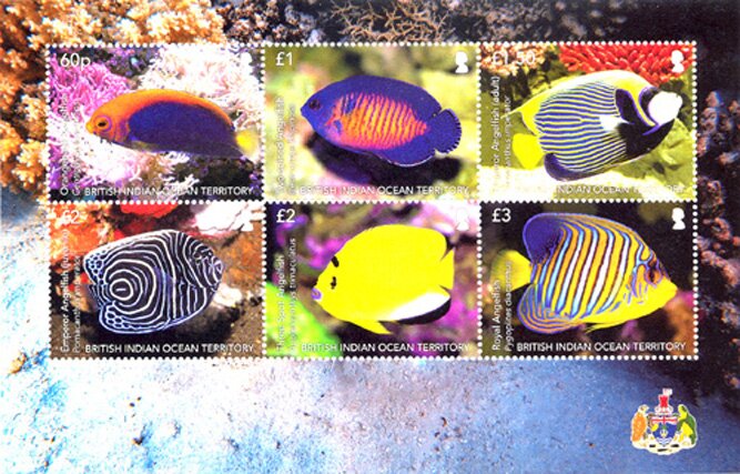 Angelfish