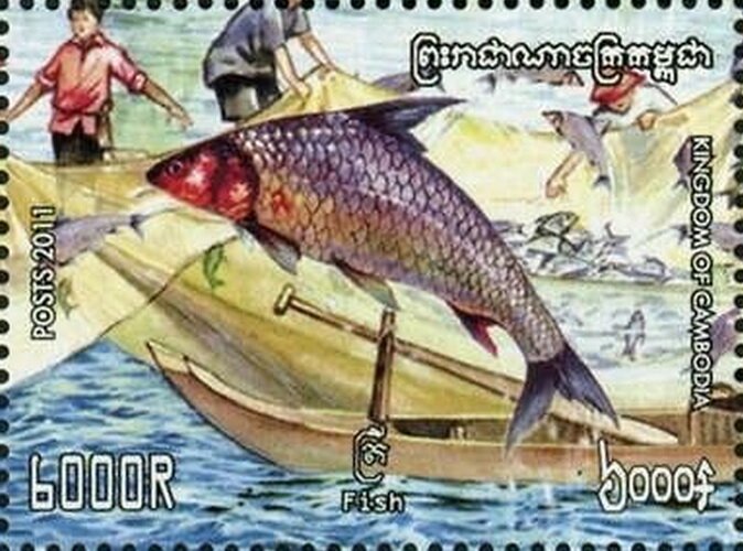 Hampala Barb (Hampala macrolepidota)