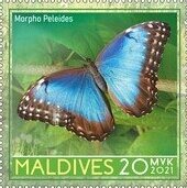 Blue morpho (Morpho peleides)
