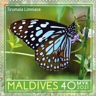 Blue tiger (Tirumala limniace)