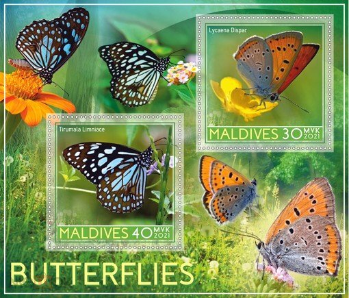 Butterflies
