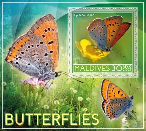 Butterflies