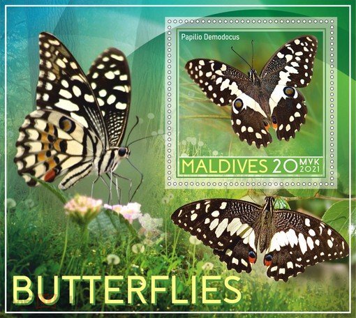 Butterflies