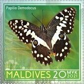 Citrus swallowtail (Papilio demodocus)