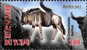 Stamp, Connochaetes taurinus, Cinderellas,  , Animals (Fauna), Mammals