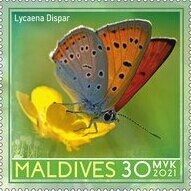 Stamp, Large copper (Lycaena dispar), Cinderellas,  , Animals (Fauna), Butterflies, Insects