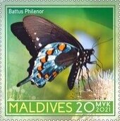 Pipevine swallowtail (Battus philenor)