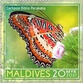 Red lacewing (Cethosia biblis perakana)