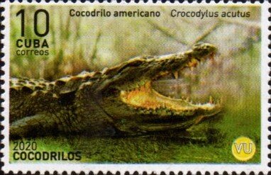 American Crocodile