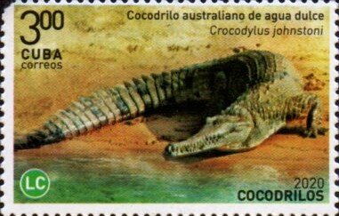 Australian Freshwater Crocodile