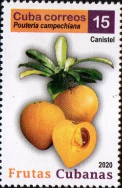 Canistel