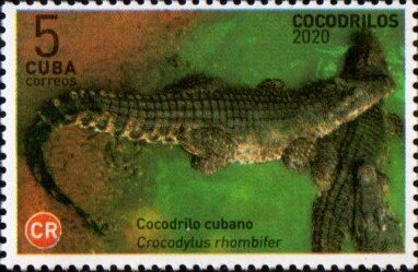 Cuban Crocodile