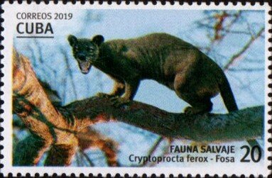 Fossa (Cryptoprocta ferox)