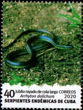 Long Tail Striped Jubito