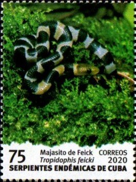 Majacito of Feick