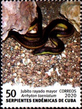 Major Striped Jubito