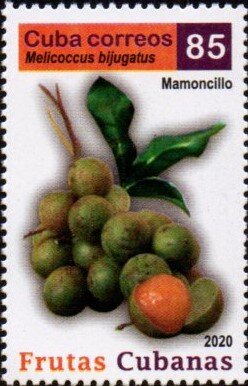 Mamoncillo