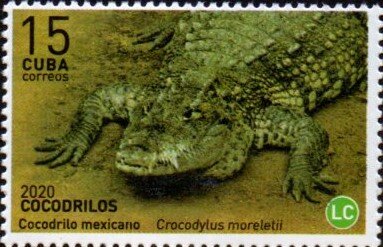 Mexican Crocodile