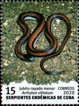 Minor Striped Jubito