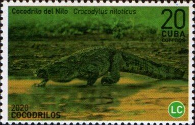 Nile Crocodile
