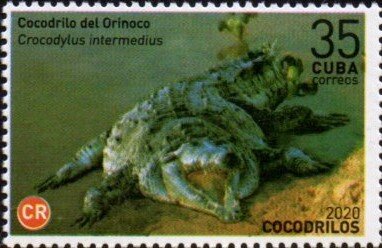 Orinoco Crocodile