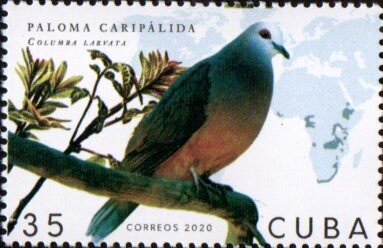 Pigeon Caripalida