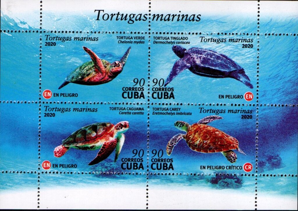 Sea Turtles