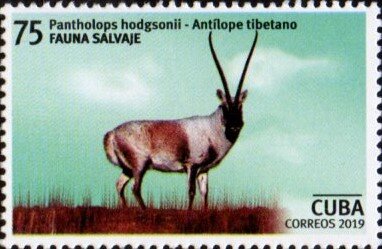 Tibetan Antelope (Pantholops hodgsonii)
