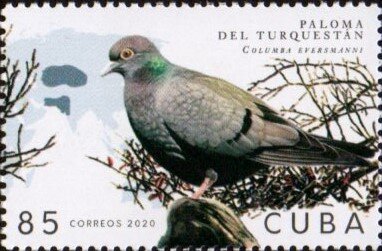 Turkestan Pigeon