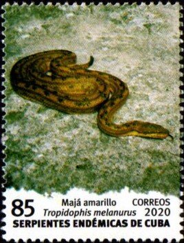 Yellow Maja