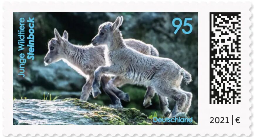 Alpine Ibex (Capra ibex)